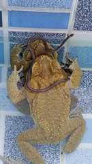 Enulius flavitorques