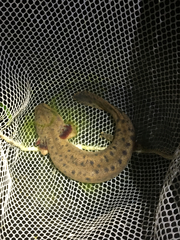Necturus maculosus
