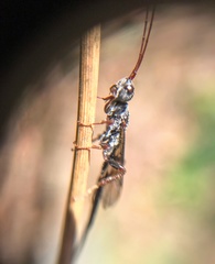 Hymenoptera