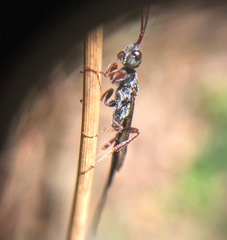 Hymenoptera