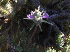 Salvia carduacea