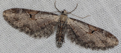Eupithecia nevadata