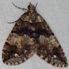Hydriomena albifasciata