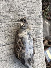 Passer domesticus