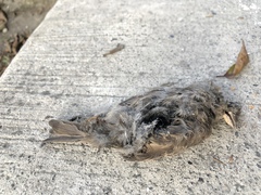 Passer domesticus