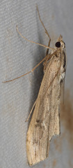 Evergestis angustalis