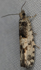 Chimoptesis chrysopyla