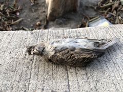 Passer domesticus