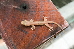 Gehyra mutilata