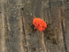 Limnochares aquatica