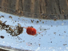 Limnochares aquatica