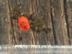 Limnochares aquatica