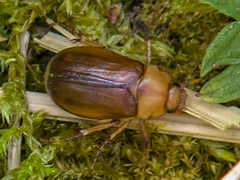 Rhizotrogus aestivus