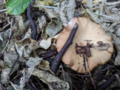Rhodocybe piperita