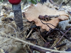 Rhodocybe piperita