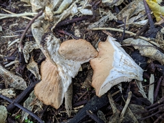 Rhodocybe piperita