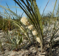 Lomandra leucocephala