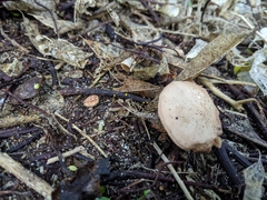 Rhodocybe piperita