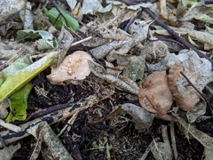 Rhodocybe piperita