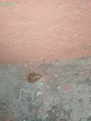 Eleutherodactylus pallidus