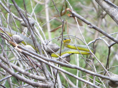 Common Tree Snake sighting