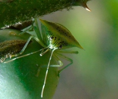 Arvelius albopunctatus