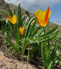 Tulipa × tschimganica
