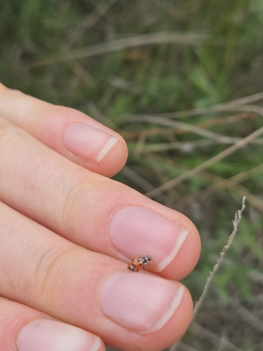 Parenthesis Lady Beetle