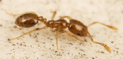 Monomorium fastidium