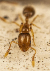 Monomorium fastidium