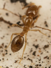 Monomorium fastidium