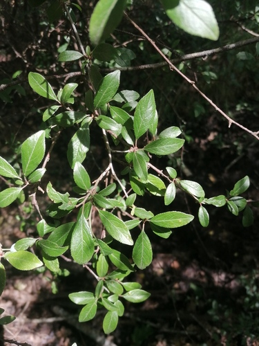 Blackthorn