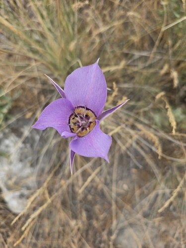 Sagebrush Mariposa Lily