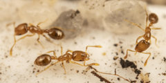 Monomorium fastidium