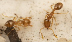 Monomorium fastidium