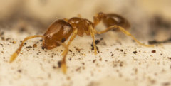 Monomorium fastidium