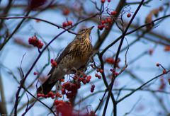 Turdus pilaris