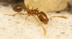 Monomorium fastidium