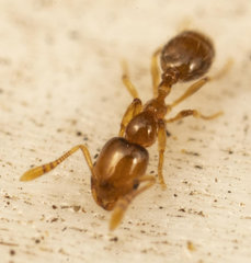 Monomorium fastidium