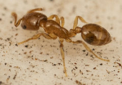 Monomorium fastidium