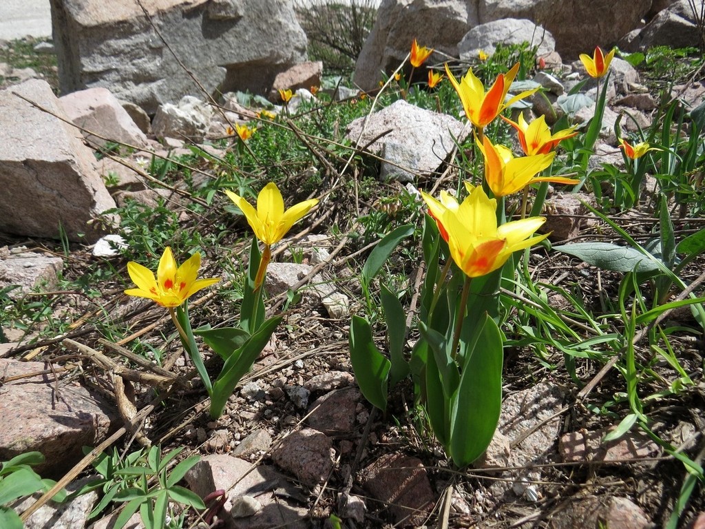 Tulipa × tschimganica