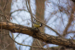Parus major