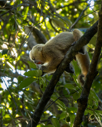 Blonde Capuchin