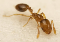 Monomorium fastidium