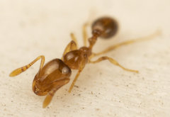 Monomorium fastidium