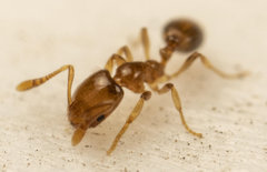 Monomorium fastidium