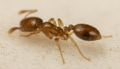 Monomorium fastidium
