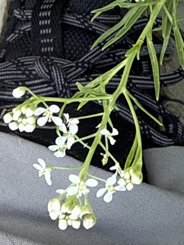 Mesa Pepperwort