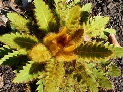 Meconopsis napaulensis