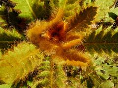 Meconopsis napaulensis